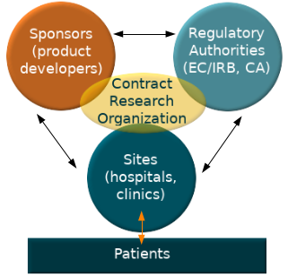 Graphic of the relationship between study site, CRO, sponsor, and regulatory authorities